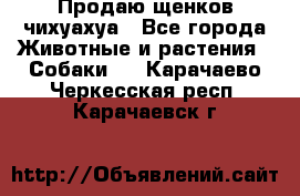 Продаю щенков чихуахуа - Все города Животные и растения » Собаки   . Карачаево-Черкесская респ.,Карачаевск г.